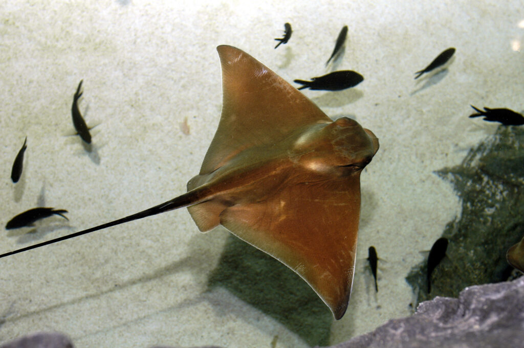 UNISCITI A NOI PER LA CONSERVAZIONE DELLE ACQUILE DI MARE